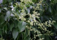 Ligustrum lucidum (Fényes levelű fagyal) 180-200 cm