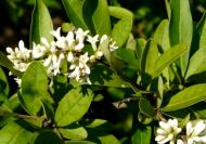 Ligustrum obtusifolium (Amúri fagyal)