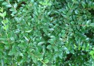Ligustrum jonandrum/delavayanum (Törpefagyal)
