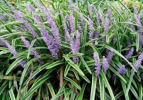 Liriope muscari (Gyöngyikés gyepliliom)