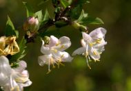 Lonicera fragrantissima (Illatos lonc)