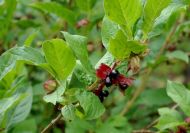 Lonicera involucrata (Sárgavesszejű lonc)