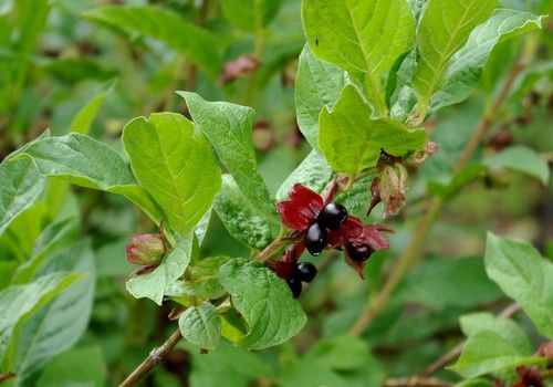 Lonicera involucrata (Sárgavesszejű lonc)