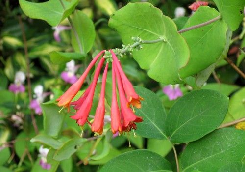 Lonicera x heckrotti 'Goldflame' (Goldflame kúszó lonc) 