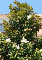  - Kattinson a nagyobb méretért