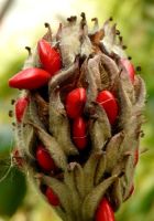  - Kattinson a nagyobb méretért