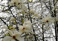  - Kattinson a nagyobb méretért