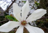 Magnolia kobus (Japán liliomfa)