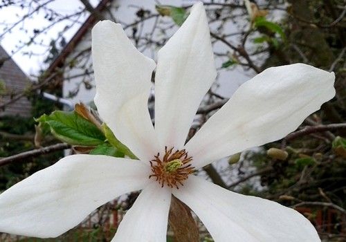 Magnolia kobus (Japán liliomfa)