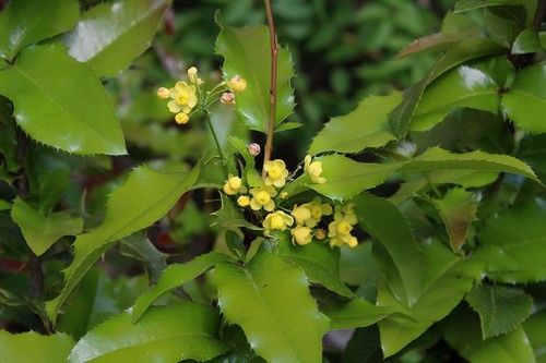 Mahoberberis aquisargentii