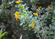 Medicago arborea (Fás lucerna)