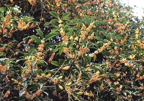 Osmanthus fragrans 'Rubra' (Illatcserje)