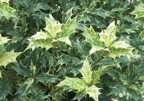 Osmanthus heterophyllus 'Tricolor' (Tarka levelű változékony illatcserje)