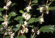 Osmanthus heterophyllus (Változékonylevelű illatcserje)