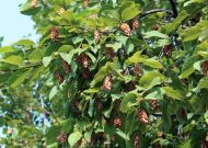 Ostrya carpinifolia (Komlógyertyán)