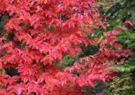 Parrotia persica (Perzsa varázsfa)