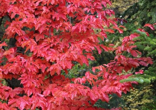 Parrotia persica (Perzsa varázsfa)