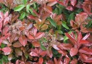 Photinia fraseri 'Red Robin' (Bíborpiros korallberkenye)