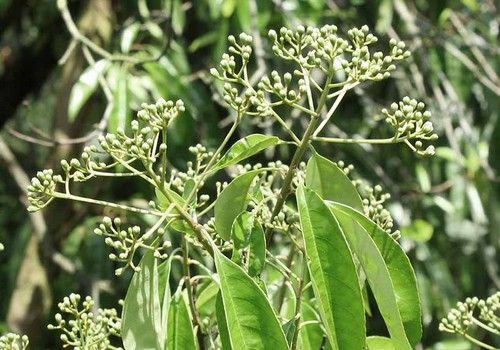 Photinia nussia (Nuttia korallberkenye)