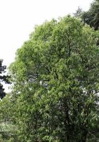  - Kattinson a nagyobb méretért