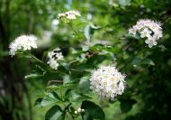 Physocarpus opulifolius (Hólyagvessző)