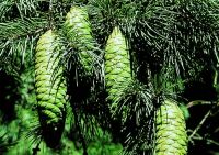  - Kattinson a nagyobb méretért