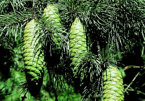 Picea smithiana (Himalájai hosszútűs luc)