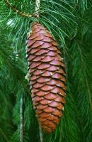  - Kattinson a nagyobb méretért