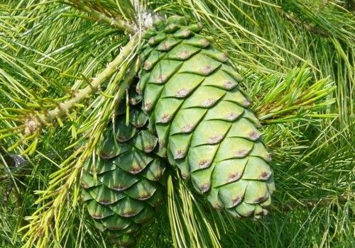 Pinus armandii (Kínai dió-selyemfenyő)