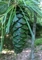  - Kattinson a nagyobb méretért