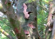 Pinus bungeana (Platánkérgű fenyő, kínai diófenyő)