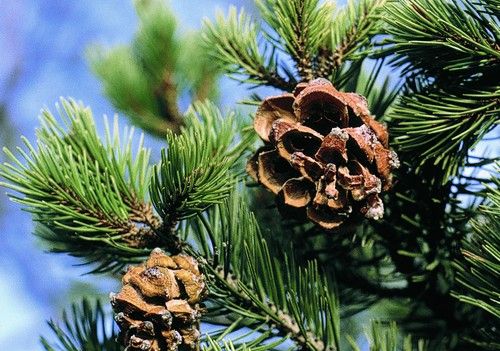 Pinus cembroides (Mexikói diófenyő)
