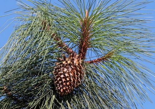 Pinus coulteri (Óriástobozú fenyő)
