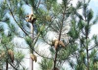 Pinus greggii 
