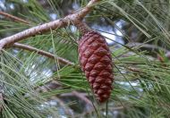 Pinus halepensis (Aleppói fenyő)