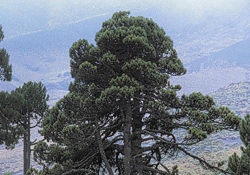 Pinus hartwegii (Háromtűs szirti aztékfenyő, Hartweg fenyő)