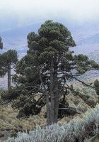  - Kattinson a nagyobb méretért