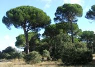 Pinus pinea (Európai mandulafenyő)