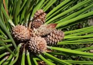 Pinus ponderosa (Nyugati sárgafenyő)