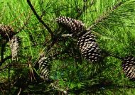 Pinus taeda (Keleti sárgafenyő)