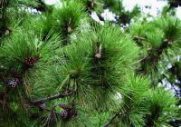  - Kattinson a nagyobb méretért