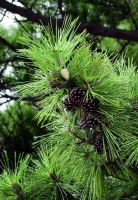  - Kattinson a nagyobb méretért