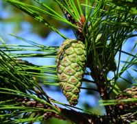  - Kattinson a nagyobb méretért