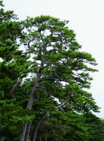  - Kattinson a nagyobb méretért