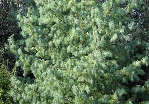 Pinus wallichiana (Himalájai selyemfenyő)