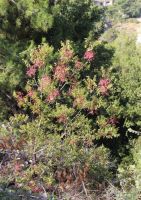  - Kattinson a nagyobb méretért