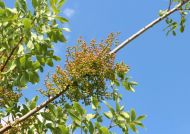 Pistacia terebinthus (Terpentin pisztácia)