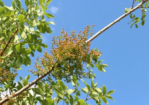 Pistacia terebinthus (Terpentin pisztácia)