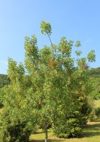  - Kattinson a nagyobb méretért