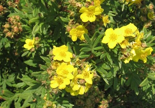 Potentilla fruticosa 'Goldfinger' (Aranysárga virágú cserjés pimpó)